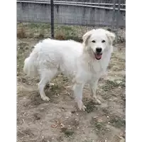 cane - Matr. 2016/1905 - Microchip 380260042789724