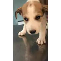 cane - Matr. 2018/2536 - Microchip 380260043634439