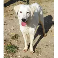 cane - Matr. 2019/1508 - Microchip 380260043624240