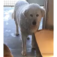 cane - Matr. 2017/0229 - Microchip 380260002301071