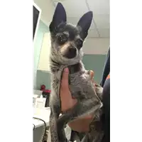cane - Matr. 2019/1656 - Microchip 380260020046630