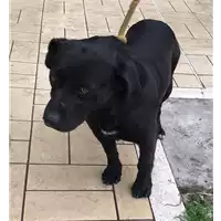 cane - Matr. 2014/0418 - Microchip 380260000699348