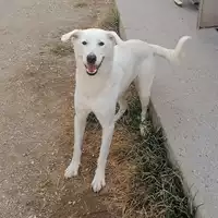 cane - Matr. 2019/1870 - Microchip 380260002270603