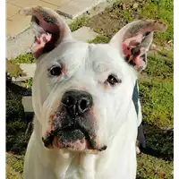 cane - Matr. 2019/1920 - Microchip 380260043869887