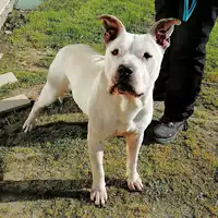 cane - Matr. 2019/1920 - Microchip 380260043869887