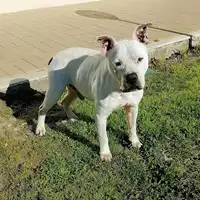 cane - Matr. 2019/1920 - Microchip 380260043869887