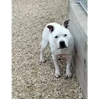 cane - Matr. 2019/1920 - Microchip 380260043869887