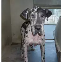 cane - Matr. 2017/0268 - Microchip 380260002298970