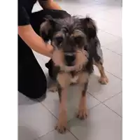 cane - Matr. 2019/2215 - Microchip 380260043872656