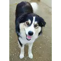 cane - Matr. 2019/1855 - Microchip 380260043870009