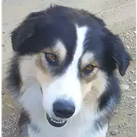 cane - Matr. 2019/1855 - Microchip 380260043870009