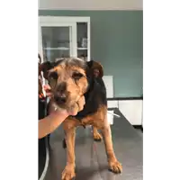 cane - Matr. 2016/0622 - Microchip 380260042867548