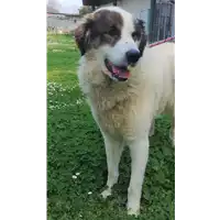 cane - Matr. 2019/2332 - Microchip 380260100518387