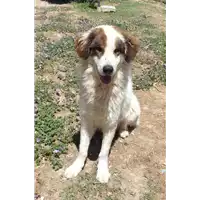 cane - Matr. 2019/2332 - Microchip 380260100518387