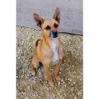 cane - Matr. 2018/1700 - Microchip 380260042932288