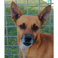 cane - Matr. 2018/1700 - Microchip 380260042932288