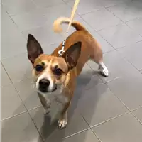 cane - Matr. 2019/2669 - Microchip 380260004912926