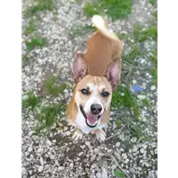 cane - Matr. 2019/2669 - Microchip 380260004912926