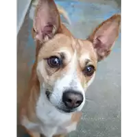 cane - Matr. 2019/2669 - Microchip 380260004912926
