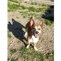 cane - Matr. 2019/2669 - Microchip 380260004912926