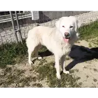 cane - Matr. 2019/2736 - Microchip 380260042779348