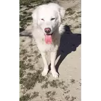 cane - Matr. 2019/2736 - Microchip 380260042779348