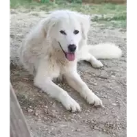 cane - Matr. 2019/2736 - Microchip 380260042779348