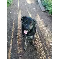 cane - Matr. 2019/1330 - Microchip 380260043680979