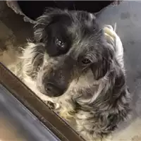 cane - Matr. 2017/0351 - Microchip 380260043151811