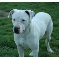 cane - Matr. 2016/0111 - Microchip 380260042717290
