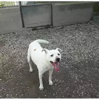 cane - Matr. 2006/0006 - Microchip 380098100809189