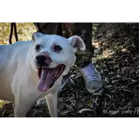cane - Matr. 2006/0006 - Microchip 380098100809189