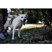 cane - Matr. 2006/0006 - Microchip 380098100809189