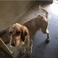 cane - Matr. 2017/0382 - Microchip 932001000517618