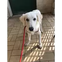 cane - Matr. 2019/1928 - Microchip 380260043717550