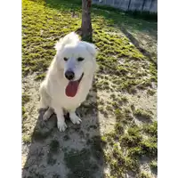 cane - Matr. 2019/1928 - Microchip 380260043717550