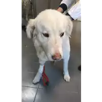 cane - Matr. 2020/0366 - Microchip 380260043843837