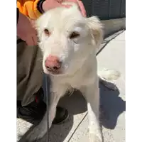 cane - Matr. 2020/0366 - Microchip 380260043843837