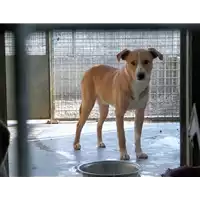 cane - Matr. 2016/1637 - Microchip 380260042789829