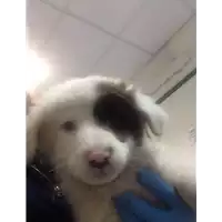 cane - Matr. 2020/0441 - Microchip 380260043709883