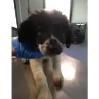 cane - Matr. 2020/0571 - Microchip 380260043854182