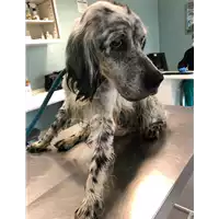 cane - Matr. 2020/0493 - Microchip 981100000232305