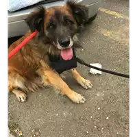 cane - Matr. 2020/0653 - Microchip 380260043707936