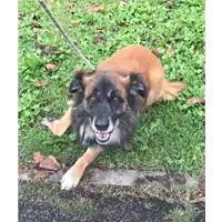 cane - Matr. 2020/0653 - Microchip 380260043707936