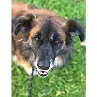 cane - Matr. 2020/0653 - Microchip 380260043707936