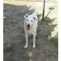 cane - Matr. 2016/0667 - Microchip 380260042530336
