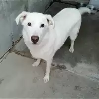 cane - Matr. 2016/0667 - Microchip 380260042530336