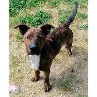 cane - Matr. 2020/0209 - Microchip 380260043631880